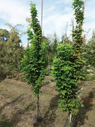 Laburnum alpinum ‘Fastigiata’ 