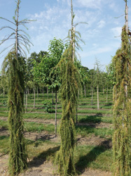 Larix decidua ‘Puli’