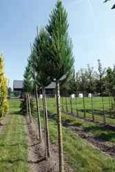 Larix kaempferi ‘Jacobsen’s Pyramid’