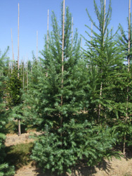 Larix kaempferi 