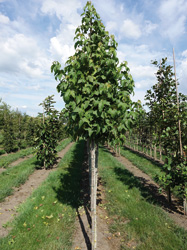 Liquidambar acalycina 