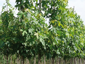 Liquidambar styraciflua