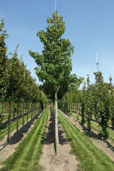 Liquidambar styraciflua 'Palo Alto'