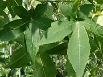 Liquidambar styraciflua ‘Shock’s Gold’