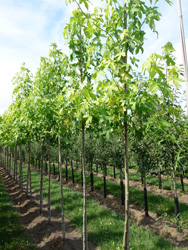 Liquidambar styraciflua ‘Shock’s Gold’