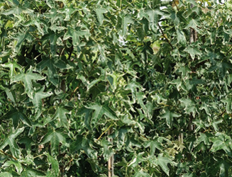 Liquidambar styraciflua 'Silver King' 