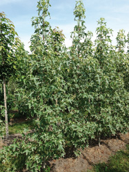 Liquidambar styraciflua 'Silver King' 