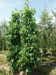 Liquidambar styraciflua 'Slender Silhouette'
