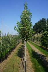 Liquidambar styraciflua 'Stared'