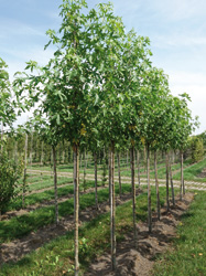 Liquidambar styraciflua 'Worplesdon'