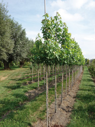 Liquidambar styraciflua
