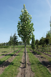 Liriodendron tulipifera 'Aureomarginata'