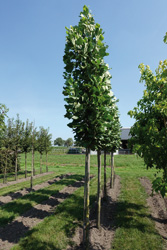 Liriodendron tulipifera 'Fastigiatum'