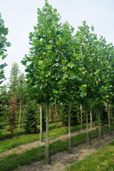 Liriodendron tulipifera