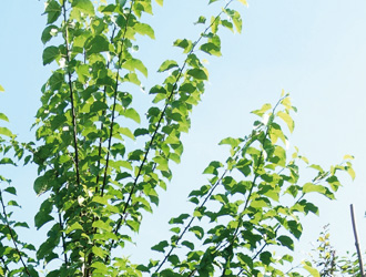 Maclura pomifera 