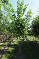 Maclura pomifera 
