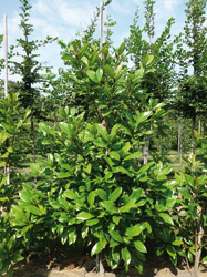 Magnolia grandiflora