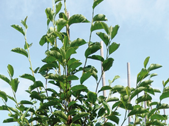 Magnolia soulangeana