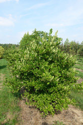 Magnolia stellata