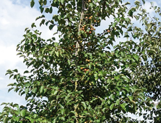 Malus ‘Evereste’ 