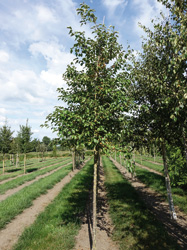 Malus ‘Evereste’ 