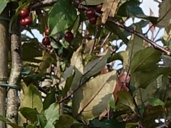 Malus Prariefire 