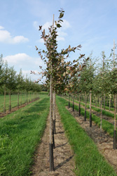 Malus Prariefire 