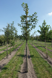Malus 'Red Sentinel' 