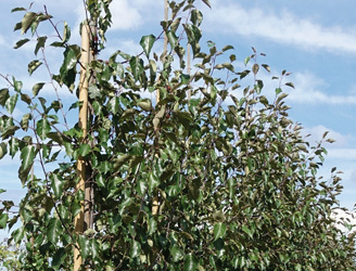 Malus 'Rudolph' 