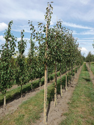 Malus 'Rudolph' 