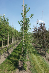 Malus ‘Van Eseltine’