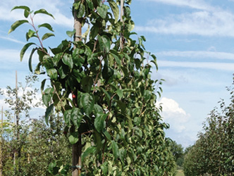 Malus baccata 'Street Parade' 