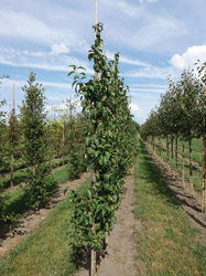 Malus baccata 'Street Parade' 
