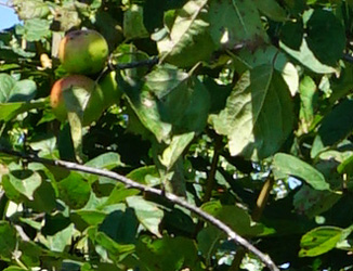 Malus sylvestris 