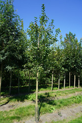 Malus sylvestris 