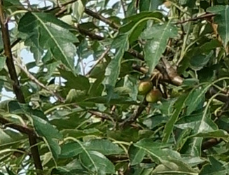 Malus toringho Mandarin