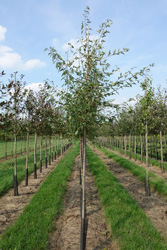 Malus toringho Mandarin