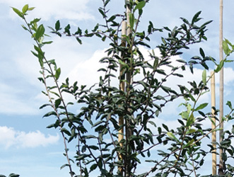 Mespilus germanica 