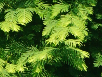 Metasequoia glyptostroboides