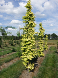 Metasequoia glyptostrobioides ‘Goldrush’ 