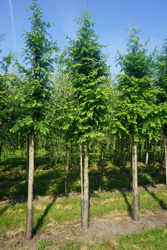 Metasequoia glyptostroboides