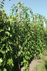 Morus alba Pendula ‘Chaparral’ 