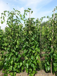 Morus alba ‘Pendula’