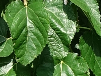 Morus alba ‘Spirata’