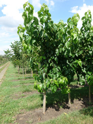 Morus alba ‘Spirata’