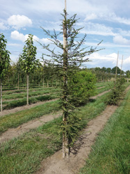 Nothofagus antarctica 