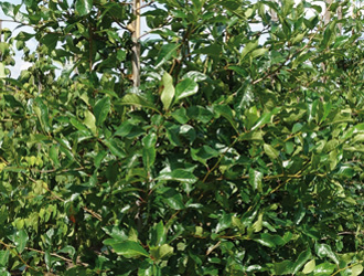 Nyssa sylvatica