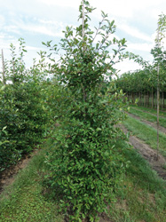 Nyssa sylvatica