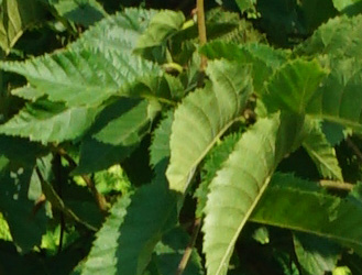 Ostrya carpinifolia