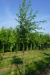 Ostrya carpinifolia